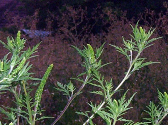 Komunalni nadzornik preporučuje košenje jednom nedeljno