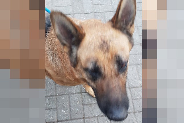 Nemački ovčar izujedao manjeg psa u parku na Prozivci