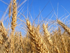 Cene žitarica na maksimumu