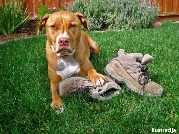 Prolećni ciklus obuke pasa