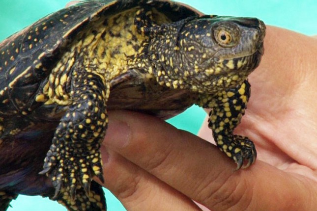 Populacija barskih kornjača u opadanju