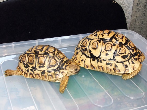 Zaplena egzotičnih životinja