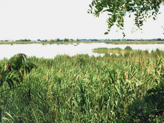 Akcija sečenja trske