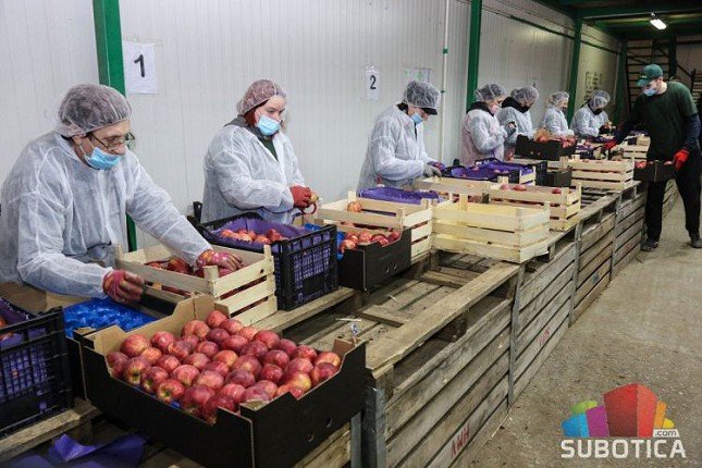 Voćari u problemu - dok se situacija ne stabilizuje jabuke za rusko tržište stoje u hladnjačama
