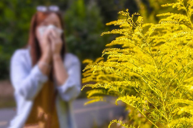 Visoke koncentracije polena breze, gelegunje, duda, platana i hrasta