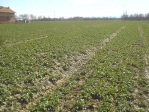 Nema novca za dobro uzgajanje