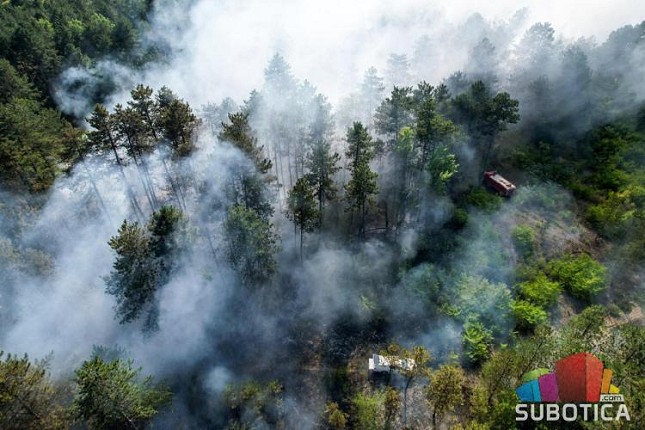 Požar u Radanovačkoj šumi gasilo 50-ak vatrogasaca, sa oko trideset vozila - dežurstvo trajalo do duboko u noć