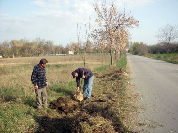 Ozelenjavanje Palića