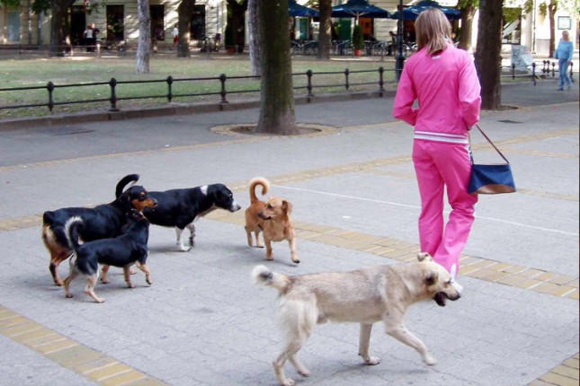 Smanjen broj pasa lutalica