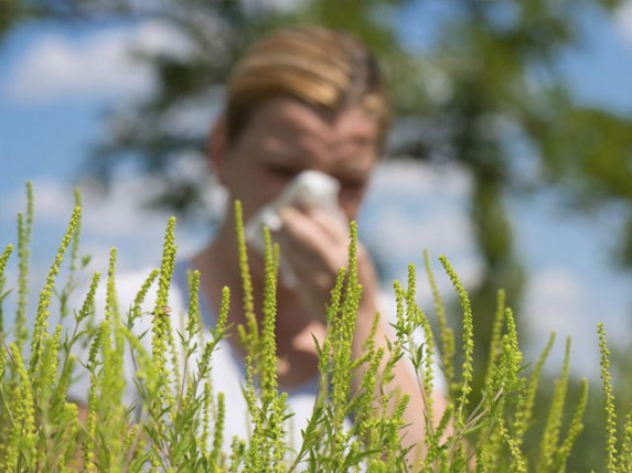 Veoma visoke koncentracije polena ambrozije