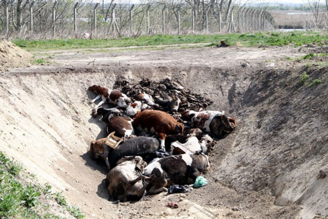Nedostaje hladnjača za uginule životinje
