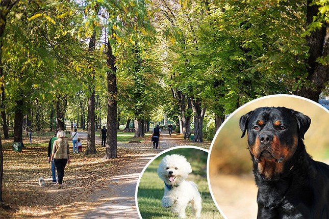 Rotvajler rastrgao psa na dečijem igralištu, vlasnici nameravaju da tuže Grad