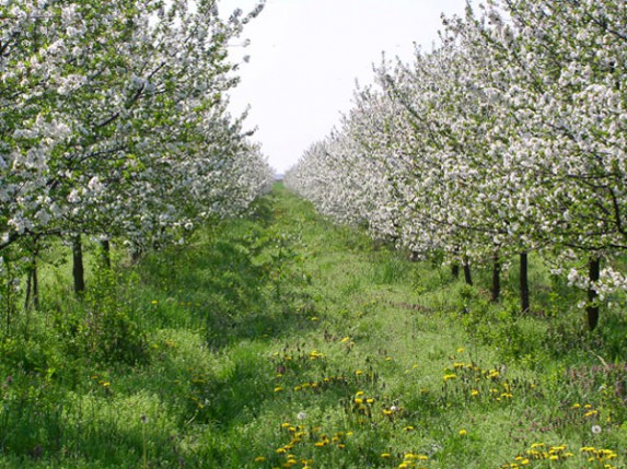 Mraz uništio ovogodišnji rod voća