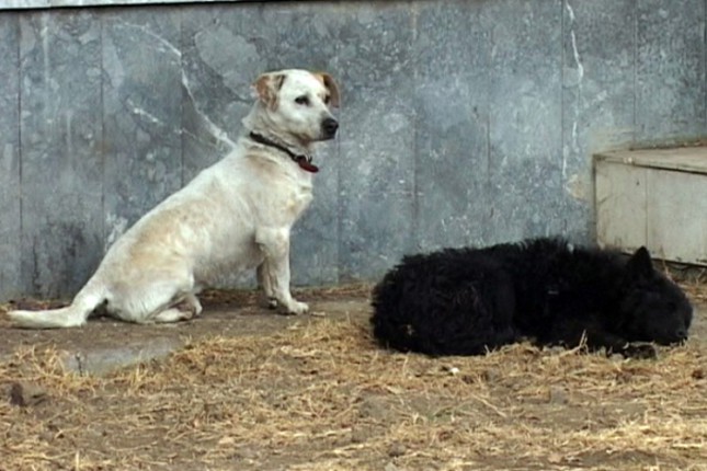 Čopori lutalica na Radijalcu i u Dudovoj šumi