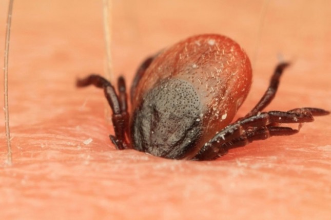 Uništavanje krpelja od četvrtka