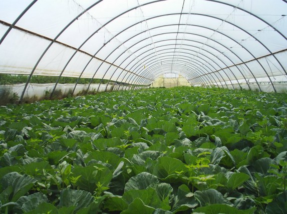 Konkurs за dodelu podsticajnih sredstava za nabavku opreme za biljnu proizvodnju u zaštićenom prostoru u 2013. godini.