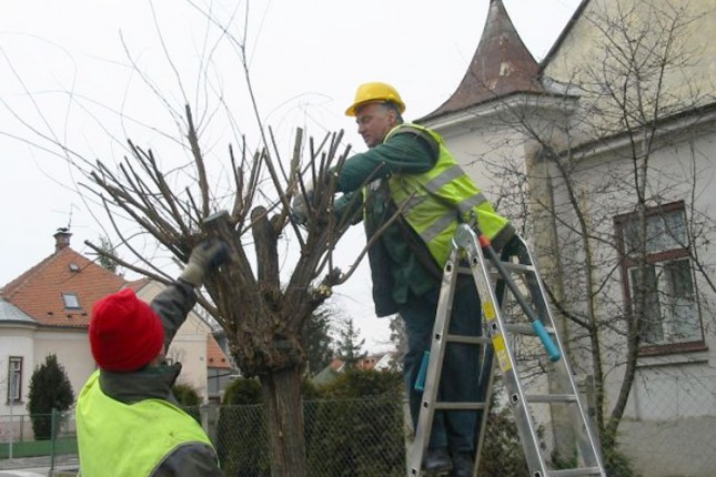 Orezivanje stabala se nastavlja