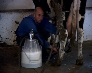 I subotička mlekara smanjuje otkup mleka