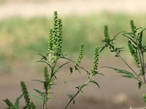 Objavljeni rezultati suzbijanja ambrozije