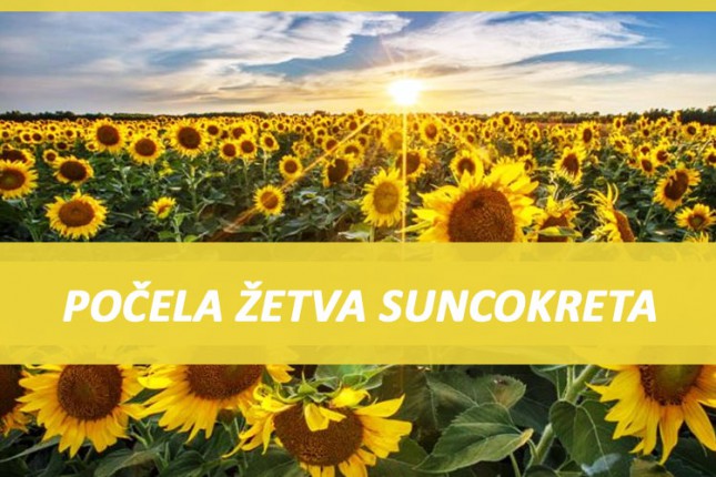 Počela žetva suncokreta, prinosi niski
