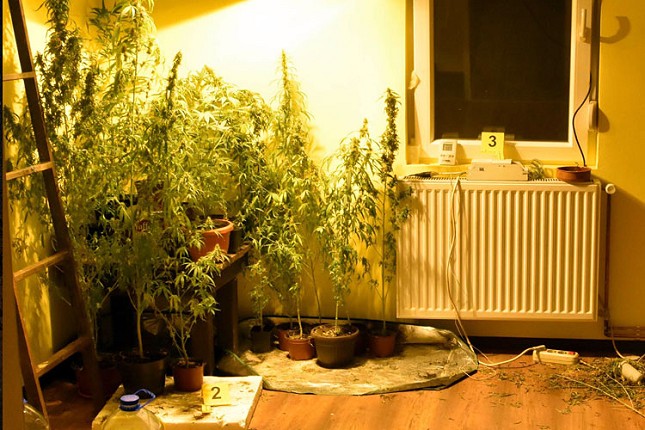 Otkrivene dve improvizovane laboratorije za uzgoj marihuane