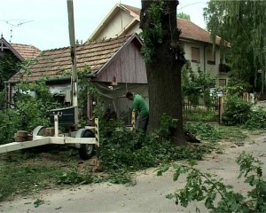 Hrast star 150 godina