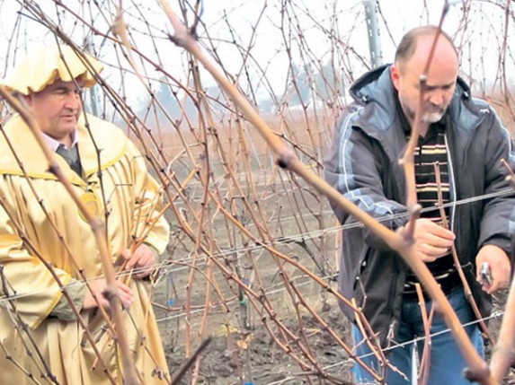 Vinskih podruma više nego loze