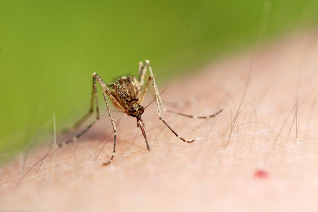 Groznica Zapadnog Nila ponovo u Srbiji, u Subotici za sada nema obolelih