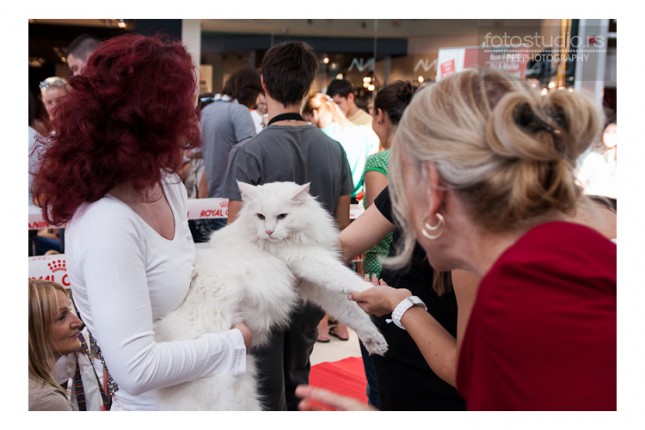 Izbor za Kraljevskog ljubimca Subotice