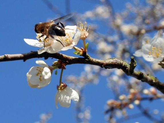 Sutra počinje proleće