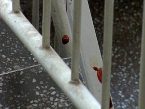 Pojavila se lisica u Keru