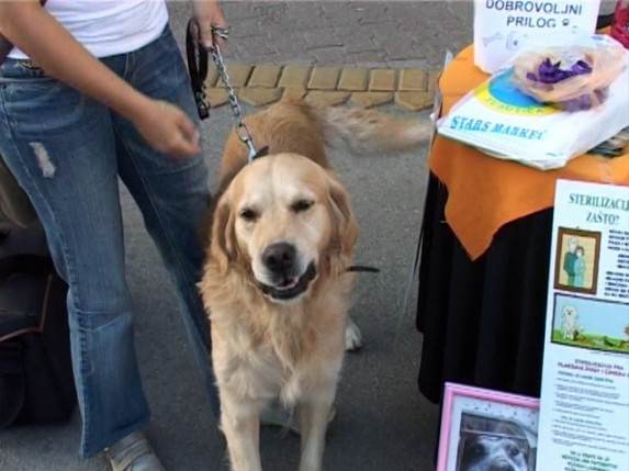 Dan zaštite životinja obeležen i u Subotici