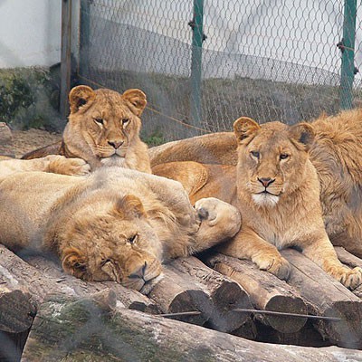 Zoo-vrt slavi 60. rođendan