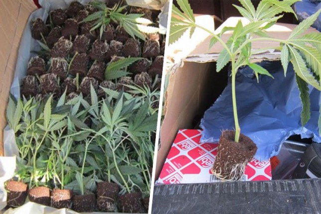 Sprečeno krijumčarenje 162 sadnice marihuane