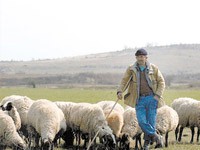 Problemi sa čobanskom najezdom