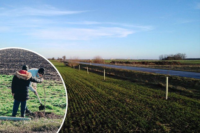 Nastavljena sadnja drvoreda na relaciji Bačka Topola-Mali Iđoš