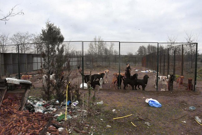 U privatnom prihvatilištu pedesetak pasa držano u izuzetno lošim uslovima
