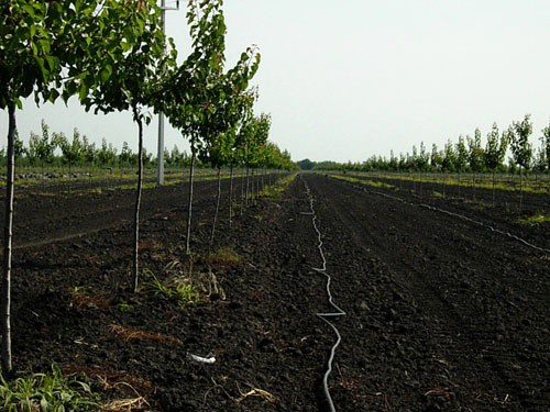 Obnova kanala za navodnjavanje i u Subotici