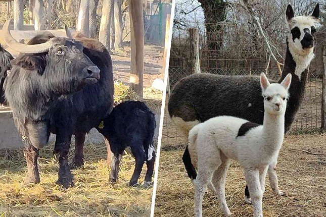 Zoo vrt bogatiji za mladunče bivola, nedavno rođeni i ženka alpake i mladunče de braza majmuna