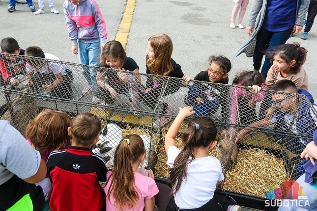Izložba sitnih životinja - za ovaj posao najbitnija je ljubav prema životinjama