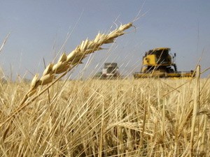 Žetva u Subotici u jeku