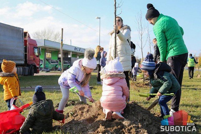 Velika akcija podizanja drvoreda na Palićkom putu