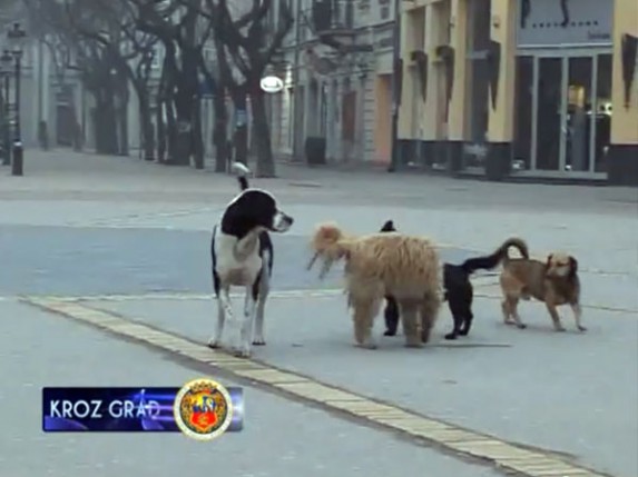 Psi lutalice opsedaju grad!
