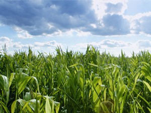 Lopovi haraju subotičkim atarom