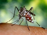 Pojavili se tigrasti komarci