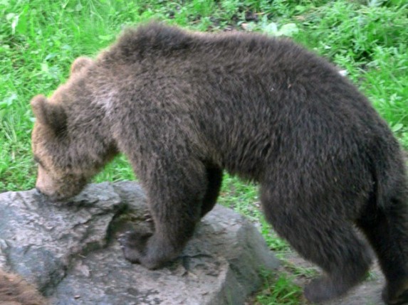 Medved šeta pograničnim pojasom - ne pucajte u njega