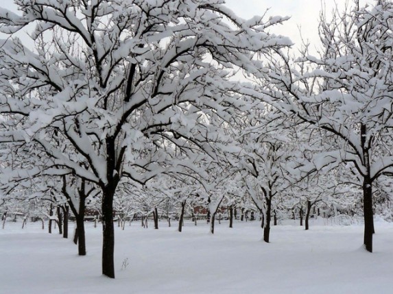 Mraz "obrao" kajsije