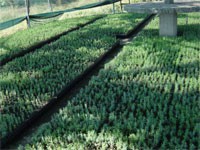 Rasprodaja sadnica u Rasadniku