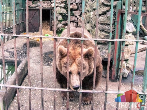 Nova kuća za mrkog medveda
