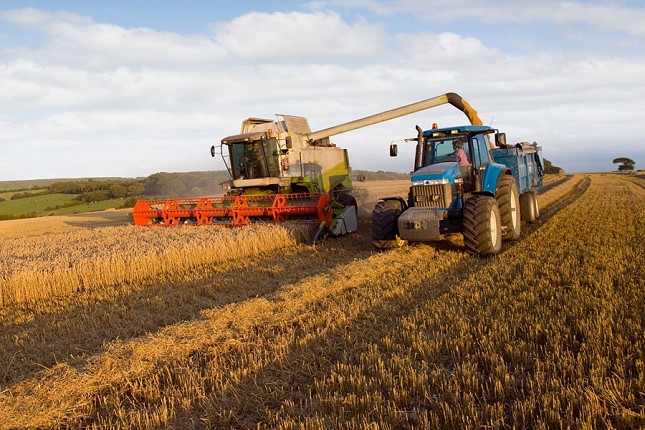 Suvo leto „pojelo“ rod – slabiji prinosi kukuruza i soje širom Vojvodine